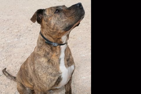 Hodor, Senior · Male · Extra large · Mixed breed