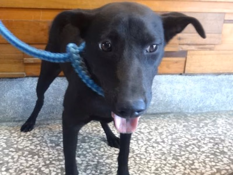 Black adult female mixed-breed dog, Large, shelter no. …1144