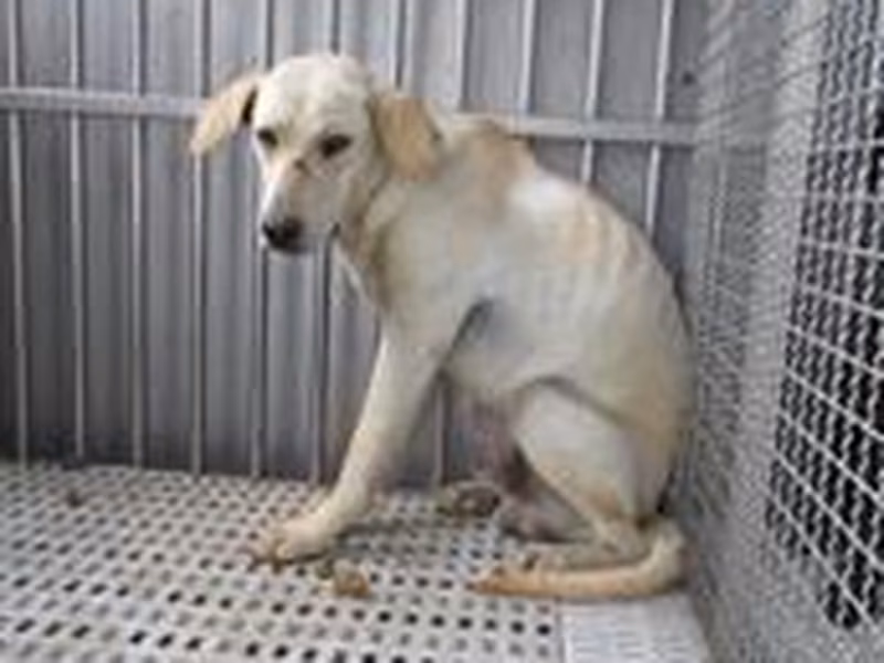 Cream male mixed-breed dog, Medium, shelter no. …3154