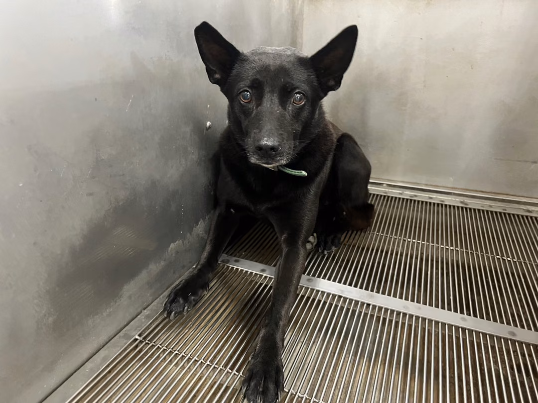 Black adult female mixed-breed dog, Medium, shelter no. …7001