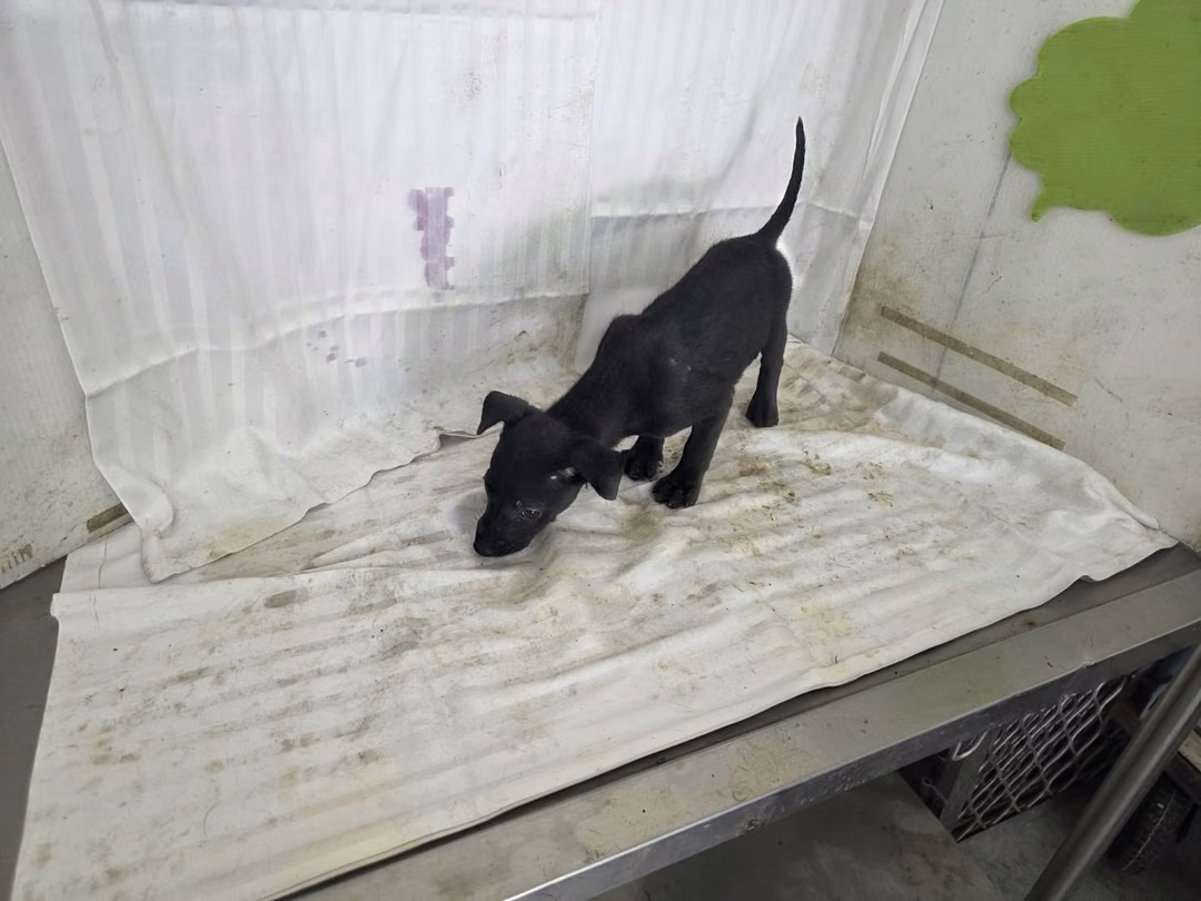 Black young male mixed-breed dog, Small, shelter no. …0217