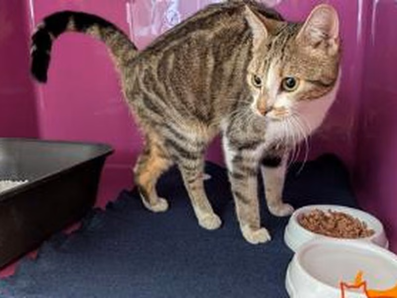 Brown tabby young female mixed-breed cat, shelter no. …4418