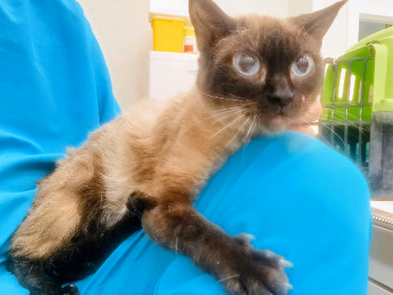 Mrs. Siam, Adult · Female · Small · Siamese