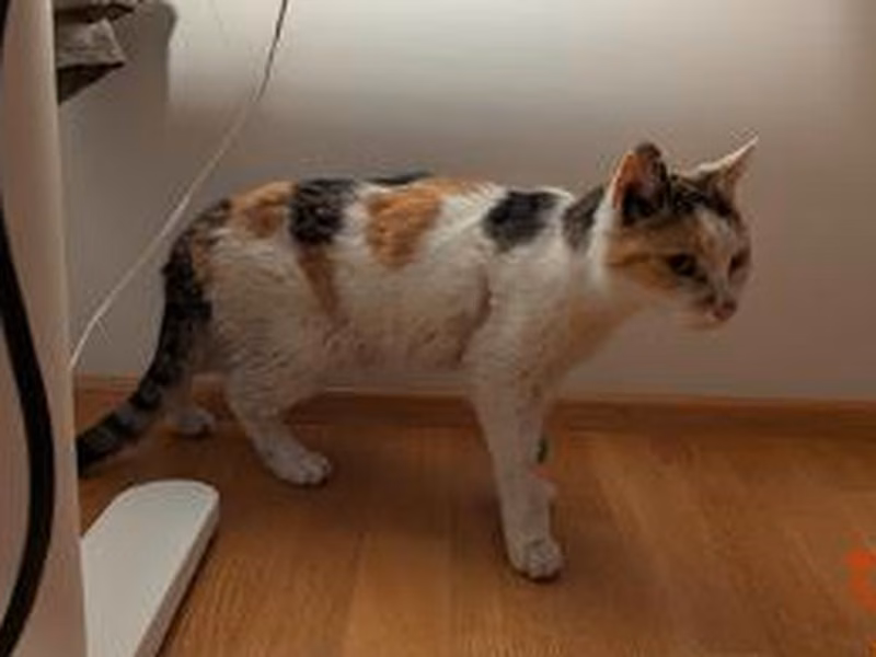 Female European Shorthair, shelter no. …4326