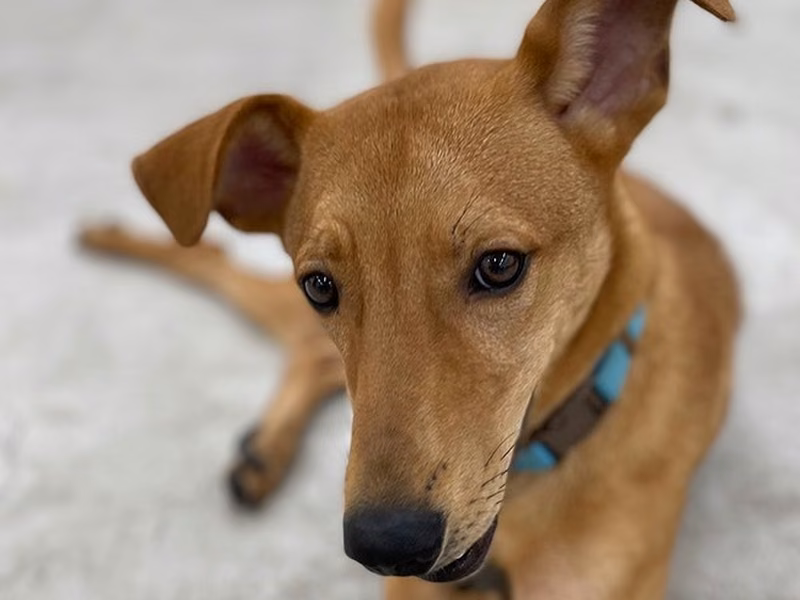 Tan young male mixed-breed dog, Medium, shelter no. …0404