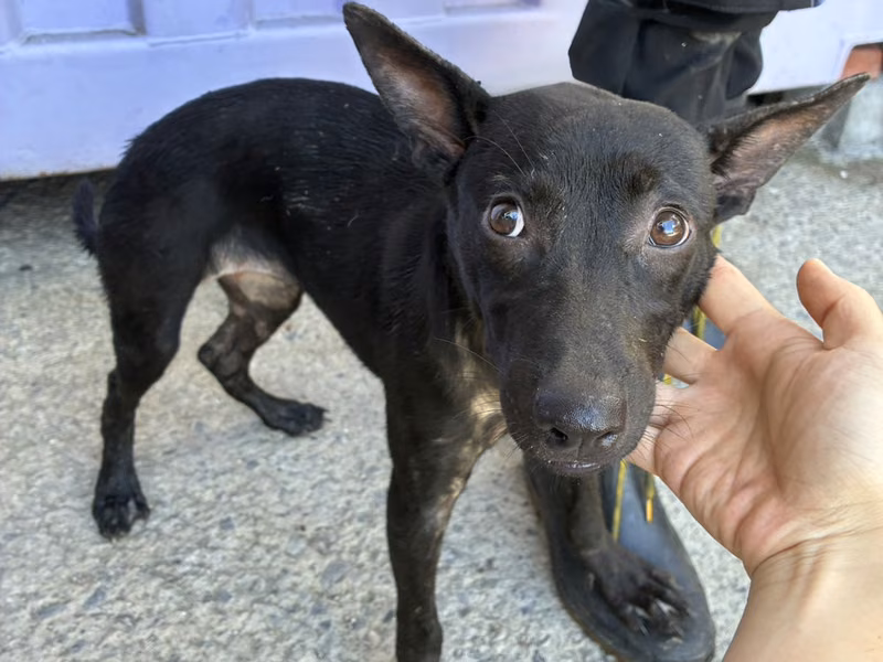 Black young female mixed-breed dog, Small, shelter no. …0004