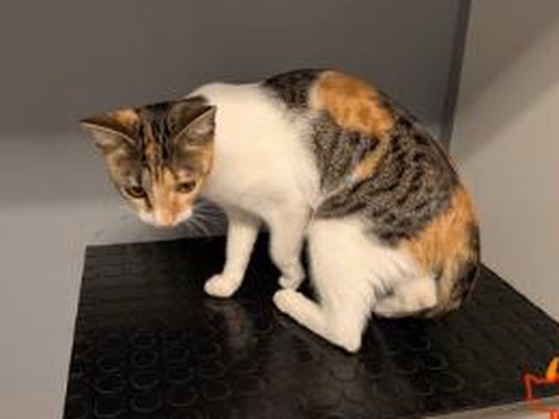 Young female European Shorthair, shelter no. …4430