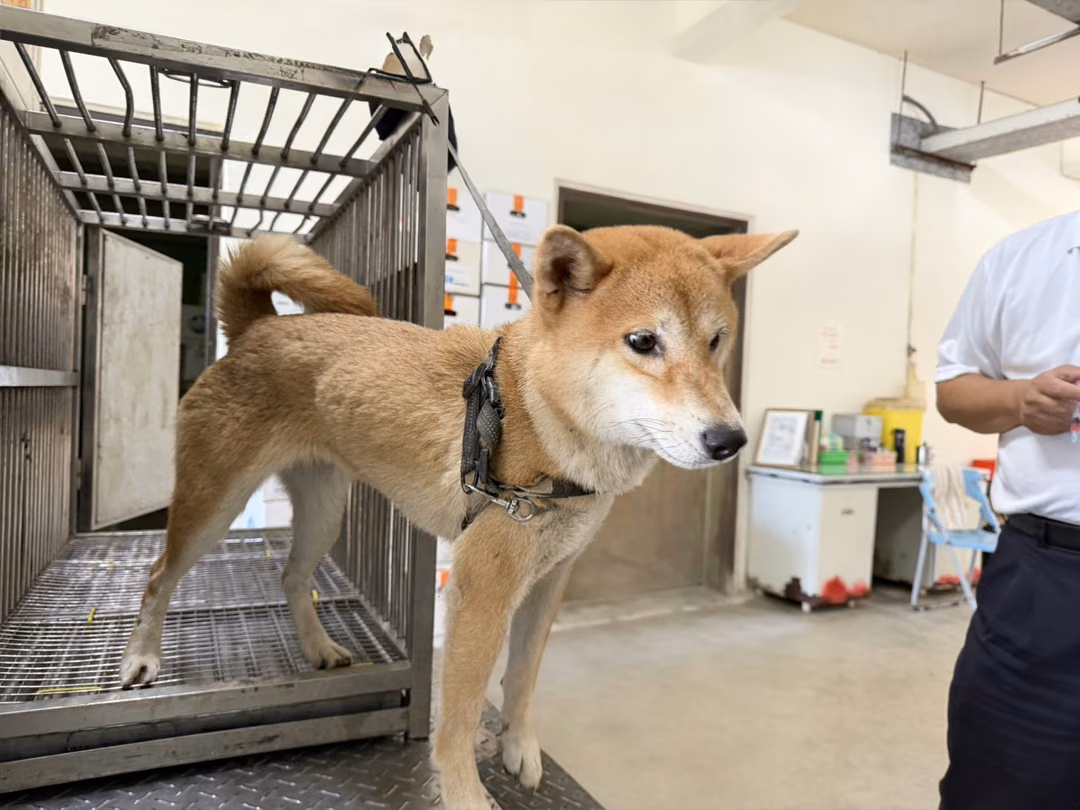 Tan adult female Shiba Inu, Medium, shelter no. …7012