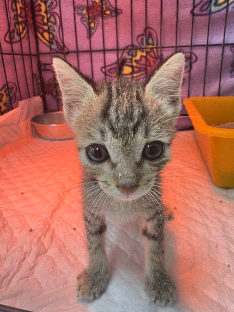 Tabby young female mixed-breed cat, Small, shelter no. …7009
