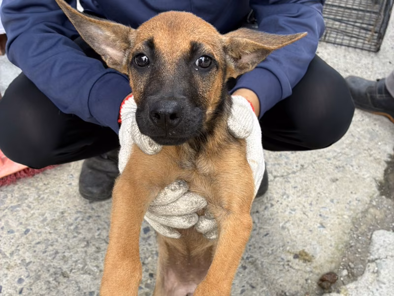 Young female mixed-breed dog, Small, shelter no. …7008