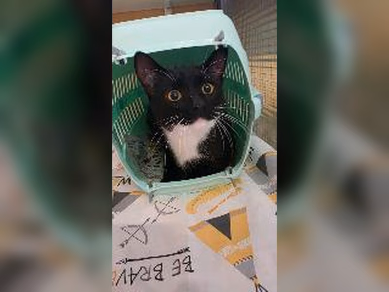Mixed-breed cat, shelter no. …4262