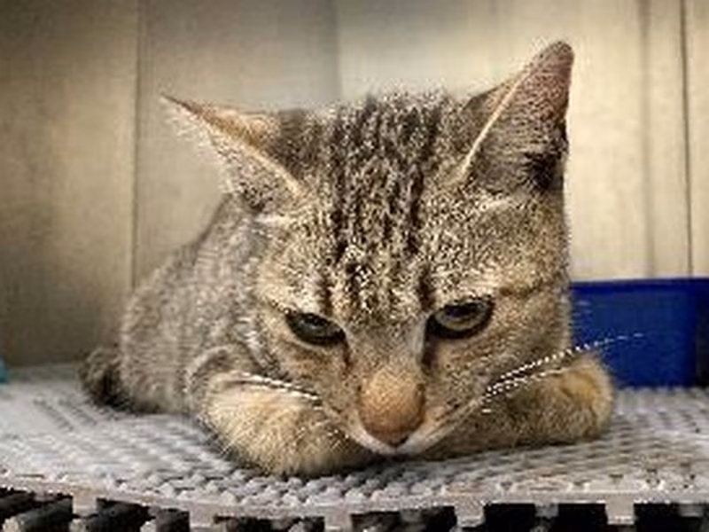 ミックス猫（メス・成猫・黒とトラ）、中型, 施設番号 …2009