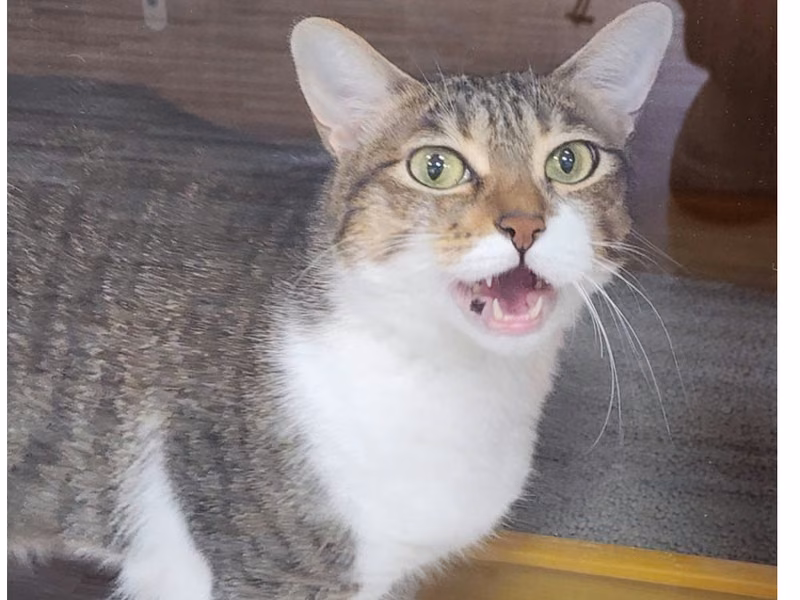 Tabby-and-white adult female mixed-breed cat, Small, shelter no. …1001