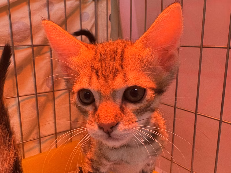 虎斑色青年公混种猫,小型, 收容编号 …6001