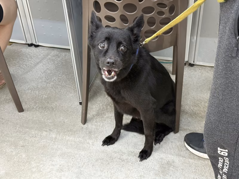 Black adult male mixed-breed dog, Medium, shelter no. …2402