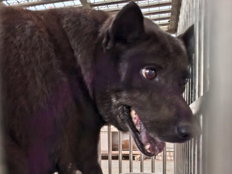 Black adult male mixed-breed dog, Medium, shelter no. …5-07