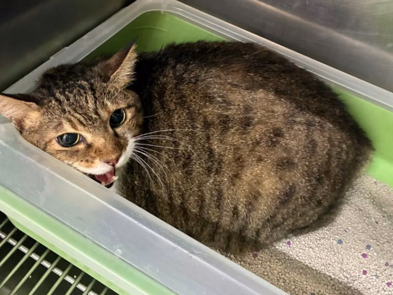 Tabby-and-white adult female mixed-breed cat, Medium, shelter no. …2604