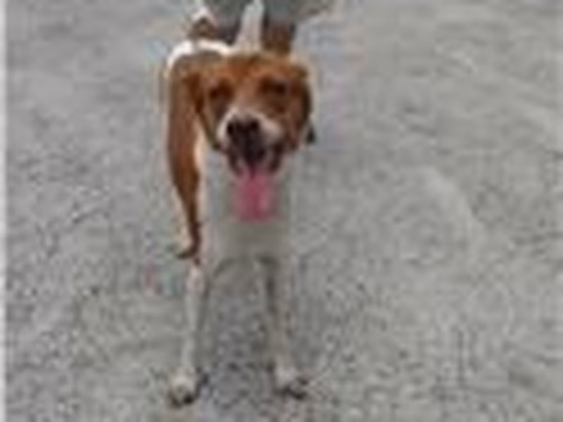 Tan-and-white adult male mixed-breed dog, Medium, shelter no. …8001