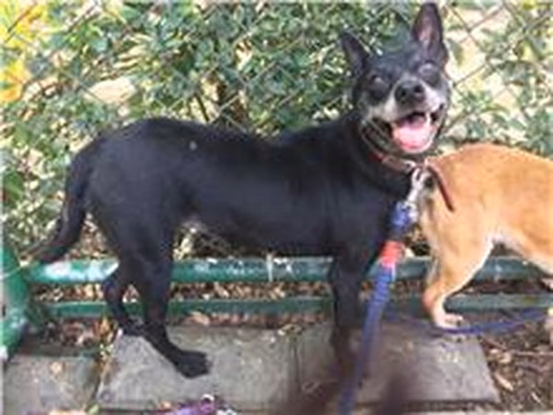 Black young female mixed-breed dog, Small, shelter no. …1411