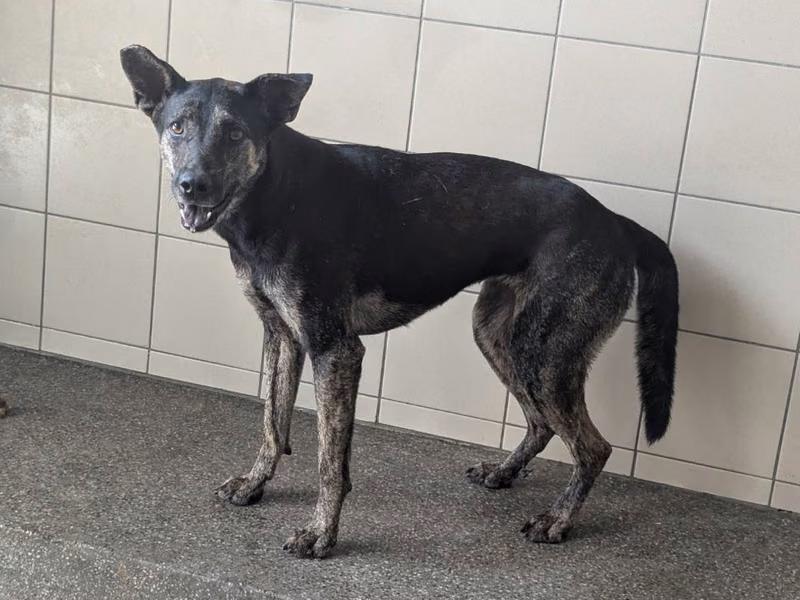 Black adult female mixed-breed dog, Large, shelter no. …1510