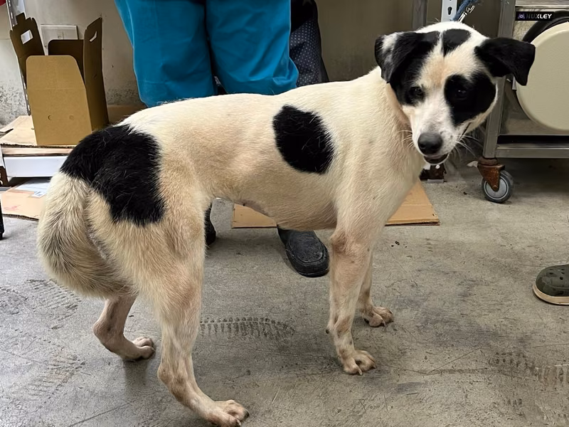 Black-and-white adult female mixed-breed dog, Medium, shelter no. …1702
