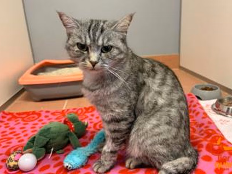 Gray tabby adult female British Shorthair, shelter no. …3931