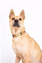 Tan adult male mixed-breed dog, Medium, shelter no. …2206