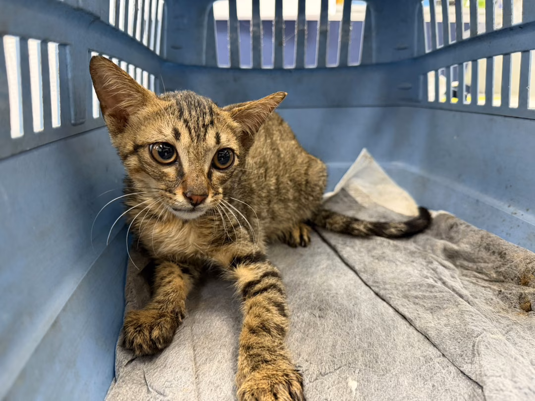 Black tabby young male mixed-breed cat, Small, shelter no. …5001