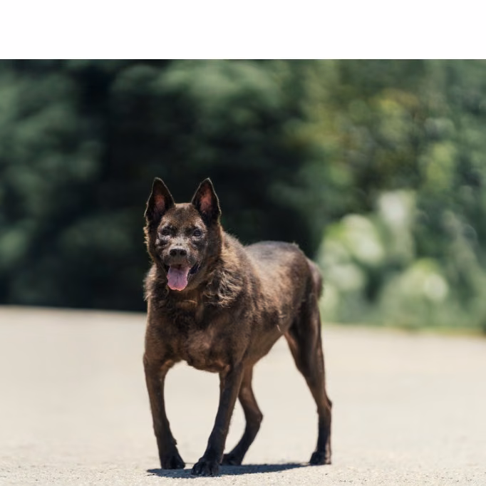 Black adult male mixed-breed dog, Medium, shelter no. …8001