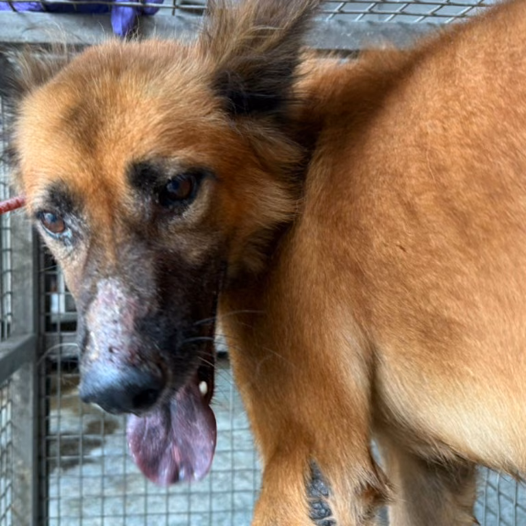 Tan adult male mixed-breed dog, Medium, shelter no. …6-10