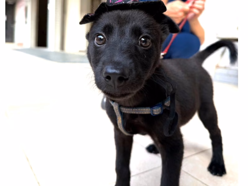 Black young female mixed-breed dog, Small, shelter no. …3004