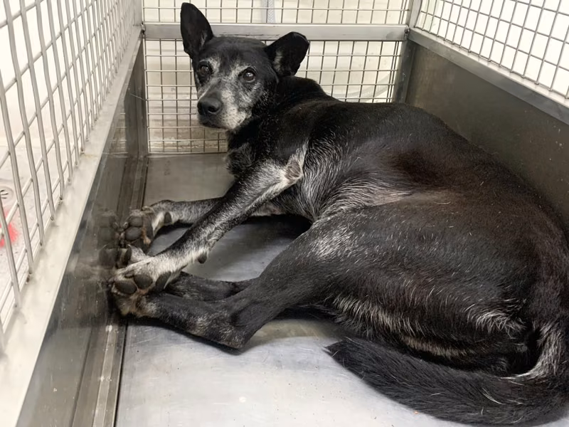 Black adult male mixed-breed dog, Medium, shelter no. …1701