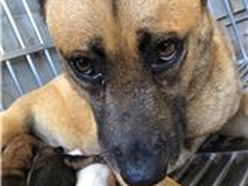 Black-and-tan adult female mixed-breed dog, Large, shelter no. …7043