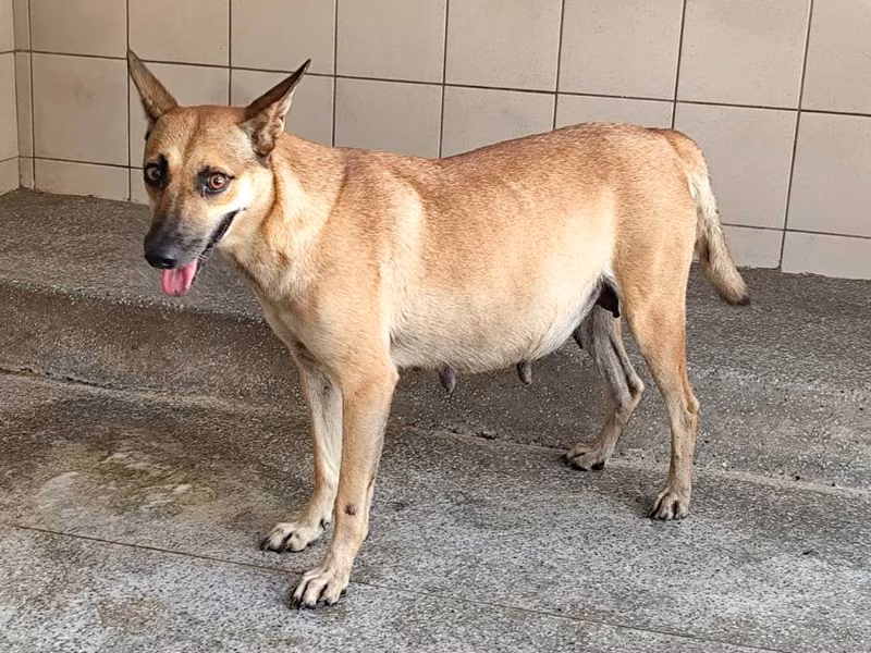 Tan adult female mixed-breed dog, Large, shelter no. …2807