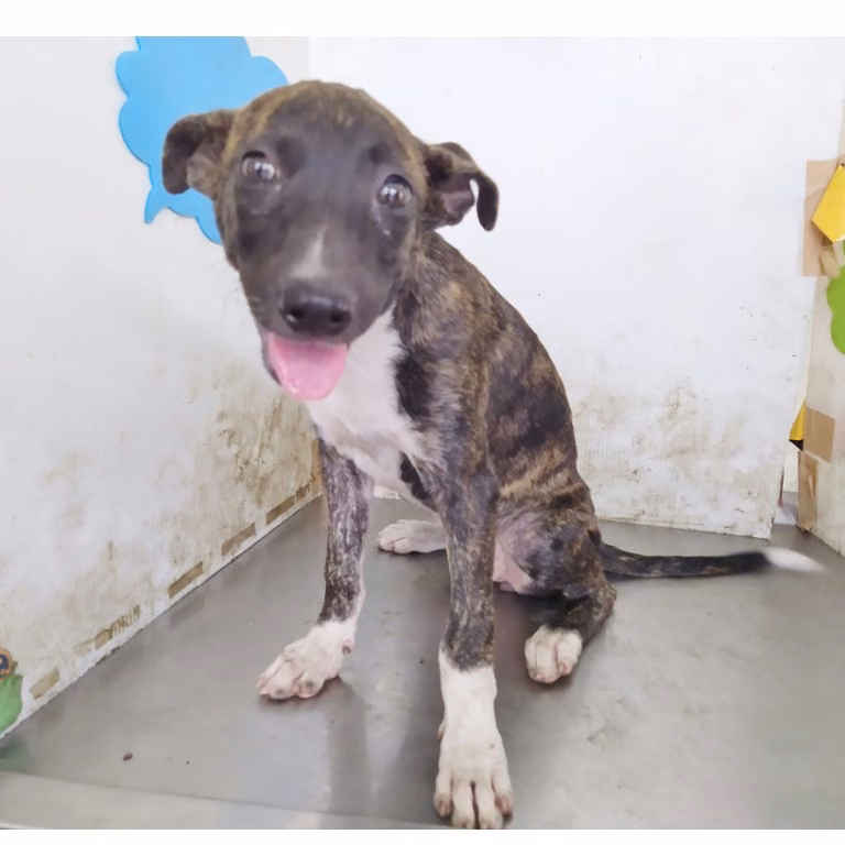 Tabby young female mixed-breed dog, Medium, shelter no. …B3-1