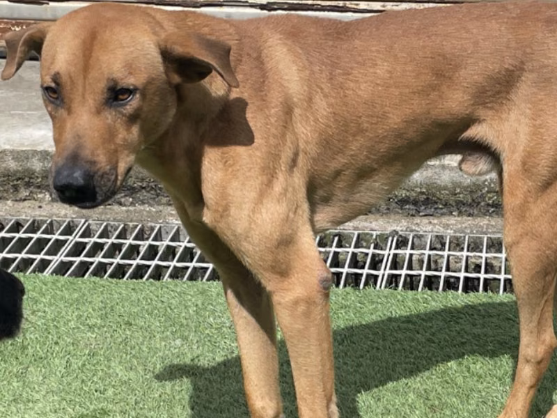 Tan adult male mixed-breed dog, Medium, shelter no. …0707
