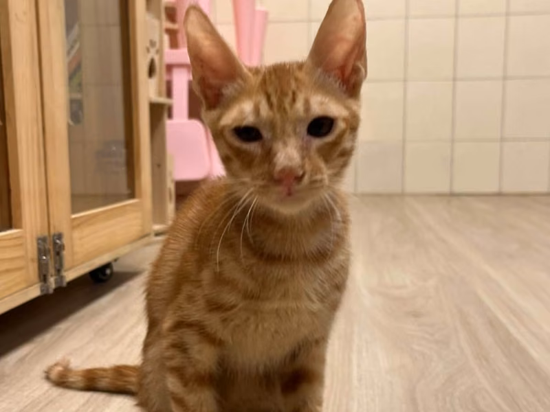 ミックス猫(オス・若い・茶と白)、中型, 施設番号 …8-14