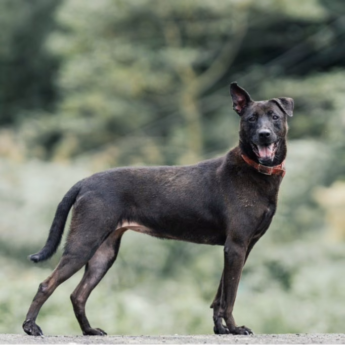 Black adult male mixed-breed dog, Medium, shelter no. …4010