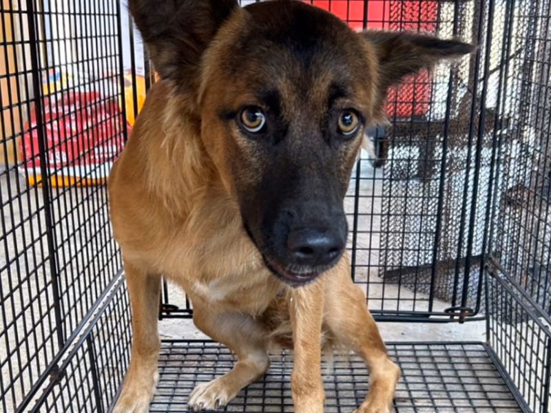 Tan adult female mixed-breed dog, Large, shelter no. …9053