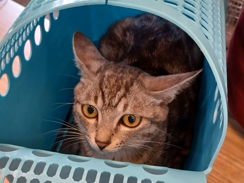 Tabby adult female mixed-breed cat, Medium, shelter no. …5002