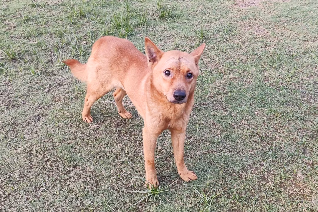 Tan adult male mixed-breed dog, Medium, shelter no. …1002