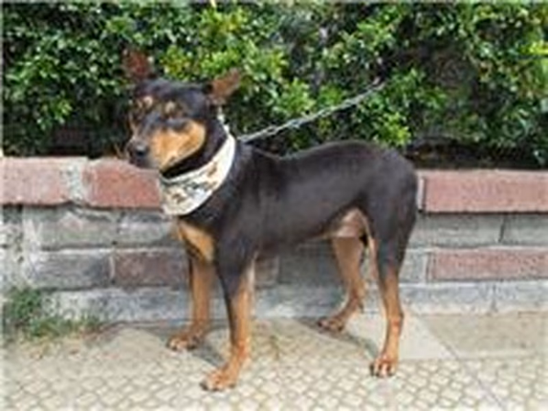 Black-and-tan adult female mixed-breed dog, Medium, shelter no. …8051