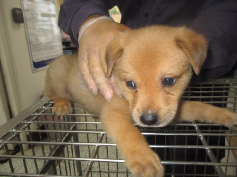 Tan young male mixed-breed dog, Small, shelter no. …1004