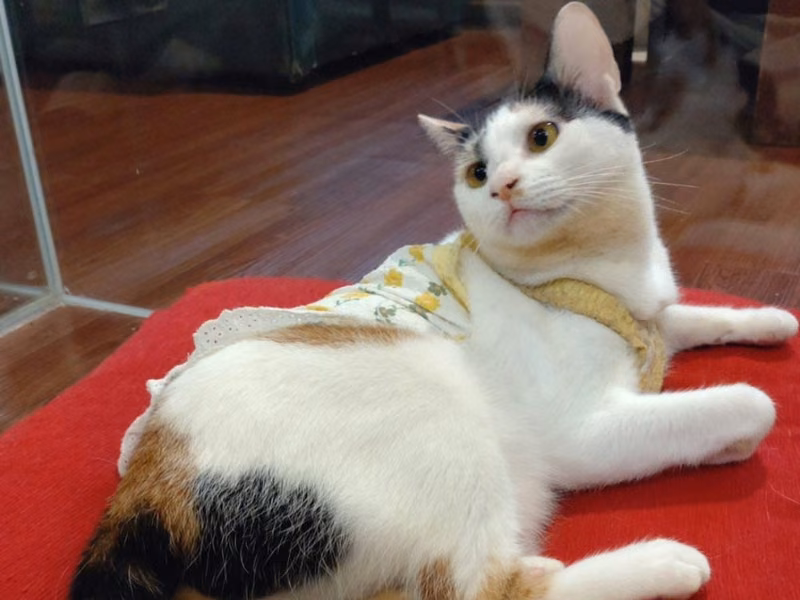 Calico young female mixed-breed cat, Small, shelter no. …1206