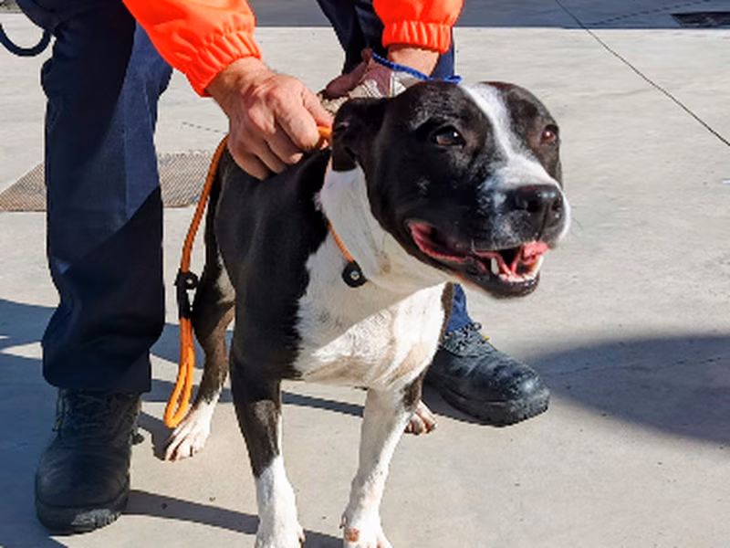 Shaky, Adult · Female · Staffordshire Bull Terrier