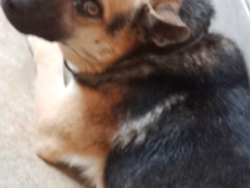 Black-and-brown adult male mixed-breed dog, Large, shelter no. …1643