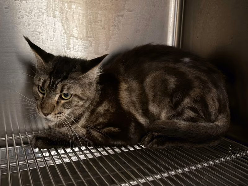 Tabby adult female Maine coon, Medium, shelter no. …9005