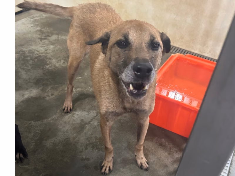 Tan adult male mixed-breed dog, Large, shelter no. …2233