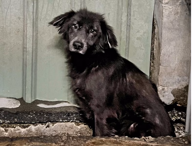Asong halo ang lahi (Lalaki, Matanda na, itim), Katamtaman, blg. ng shelter …4001