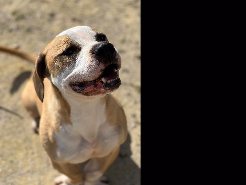 Ulises, Adult · Male · Medium · Mixed breed